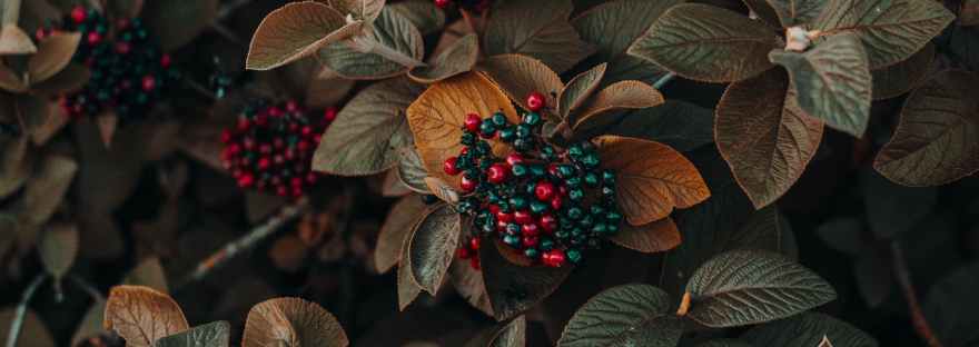 close up photo of berries