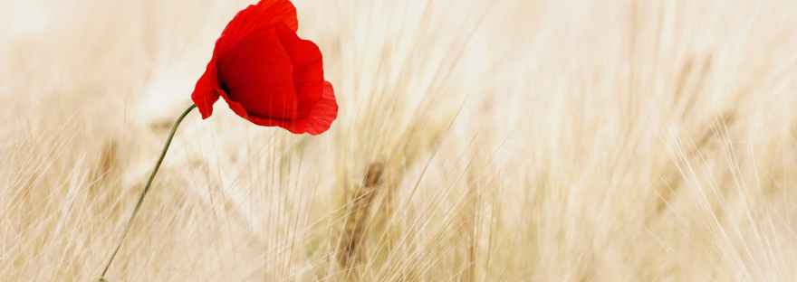 red field summer agriculture
