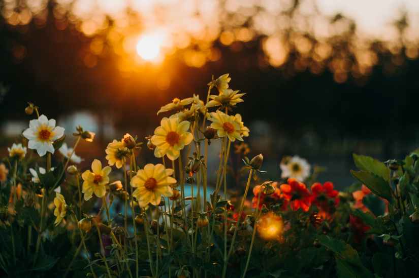 flowers during golden hour